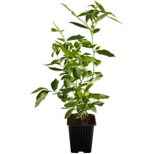 Heidelbeere Goldtraube im Topf, ca. 20-30 cm hoch, grüne Blätter.