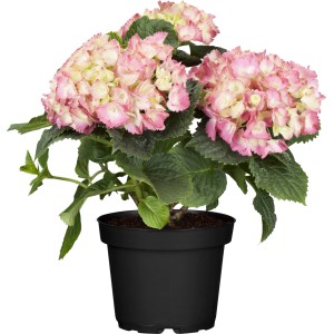 Zimmerhortensie mit rosa-weißen Blüten im schwarzen Topf, Topf-Ø ca. 10,5 cm.