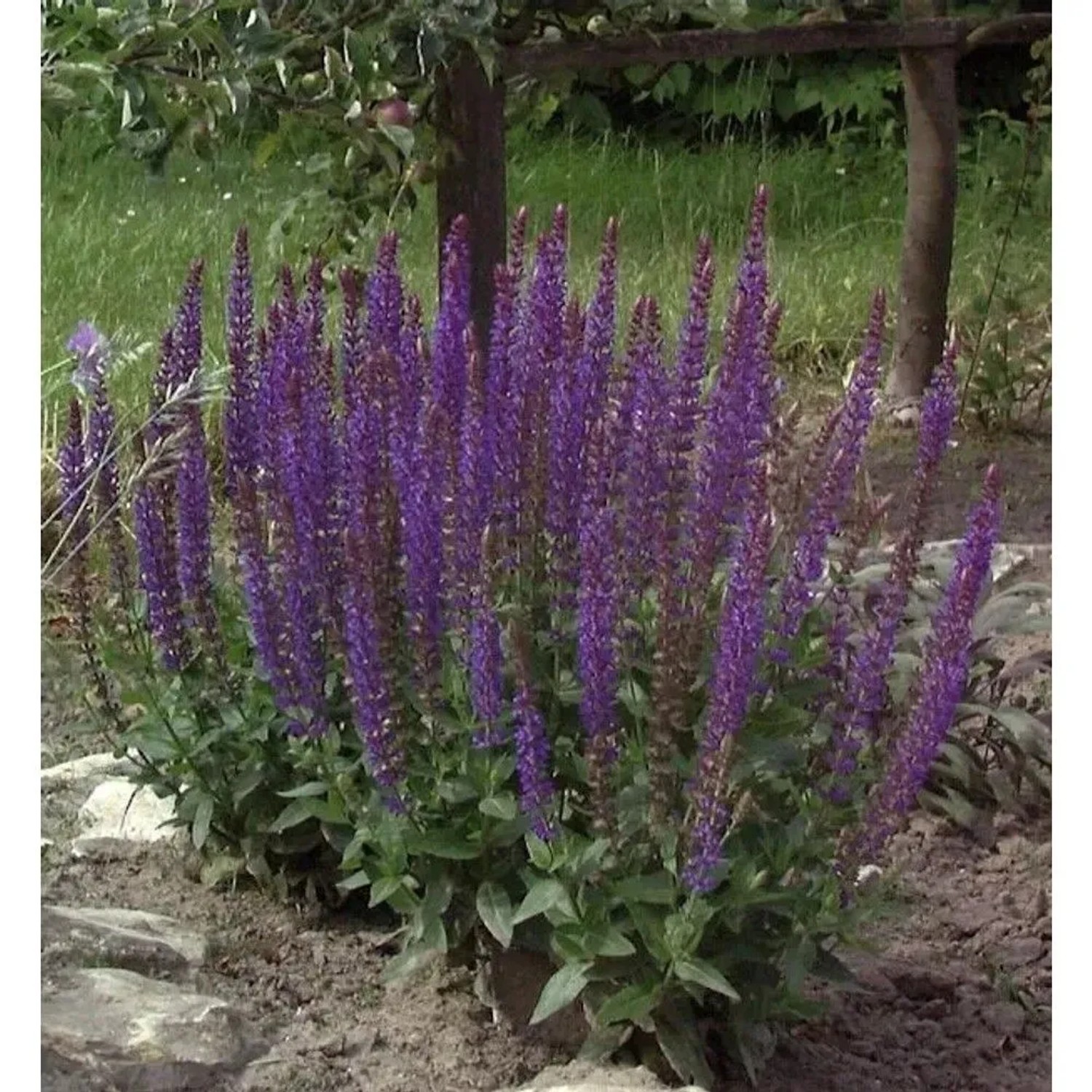 Blühender Salbei 'Ostfriesland' (Salvia nemorosa) mit violetten Blüten im Garten.