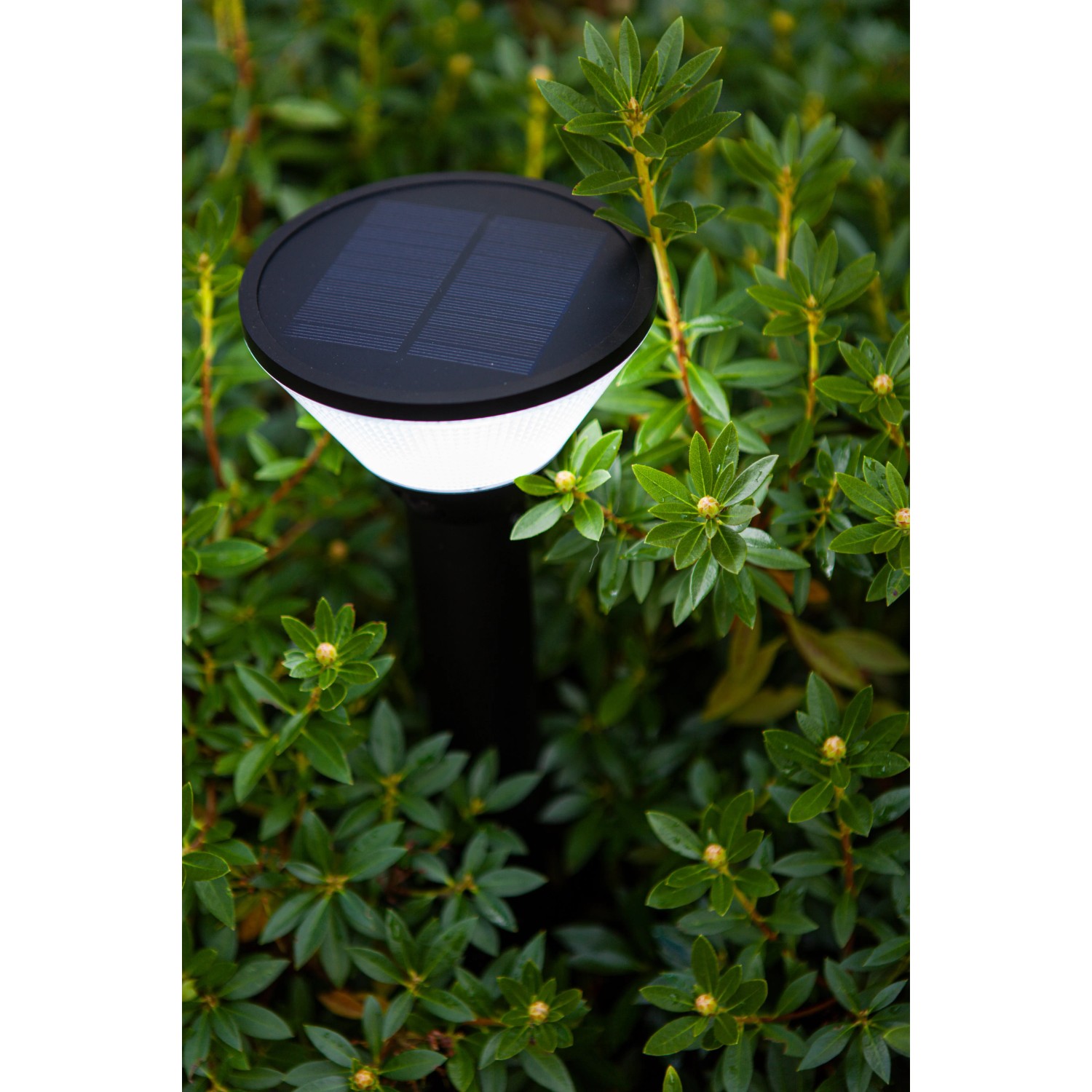 Schwarze Lutec LED Solar-Wegeleuchte Karlo, 45 cm hoch, im Garten zwischen Pflanzen.