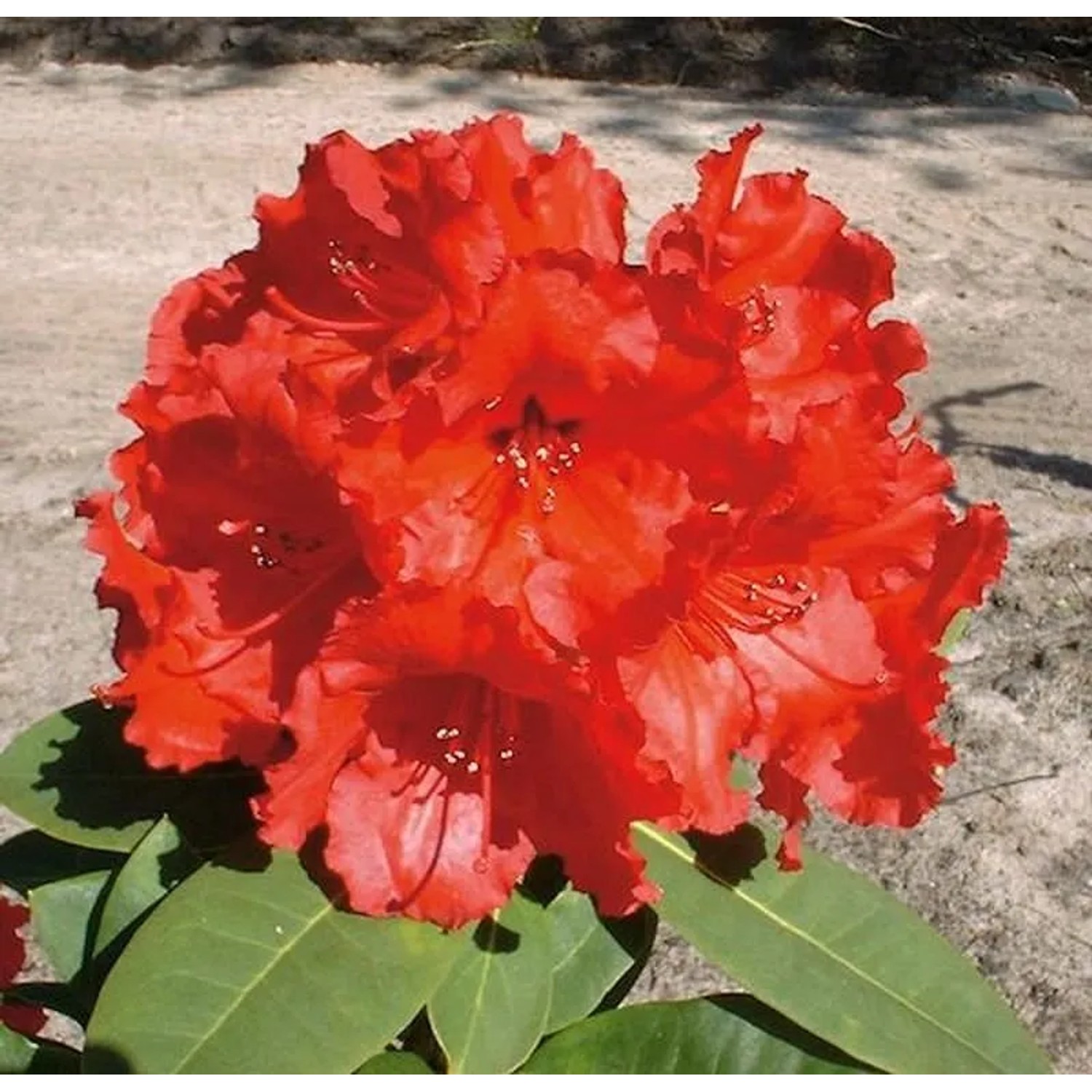 Großblumige Rhododendron Red Jack 50-60cn - Alpenrose
