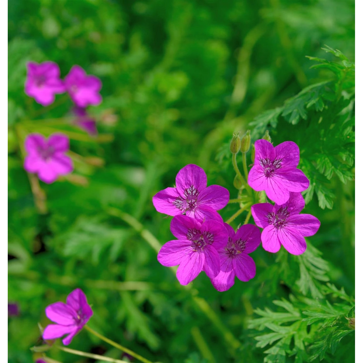 Pyrenäen Reiherschnabel - Erodium manescavii günstig online kaufen