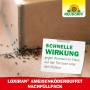 Neudorff Loxiran Ameisen Köder Nachfüllpackung mit Ameisen auf Fliesen.