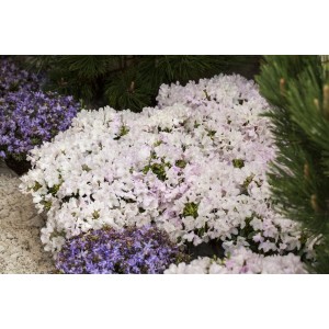 Zwerg-Rhododendron Keleticum Robert Seleger mit zarten, rosa Blüten.