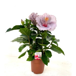 Chinesischer Roseneibisch 'Cato' im Topf mit rosa Blüte. Zimmerhibiskus für helle Standorte.