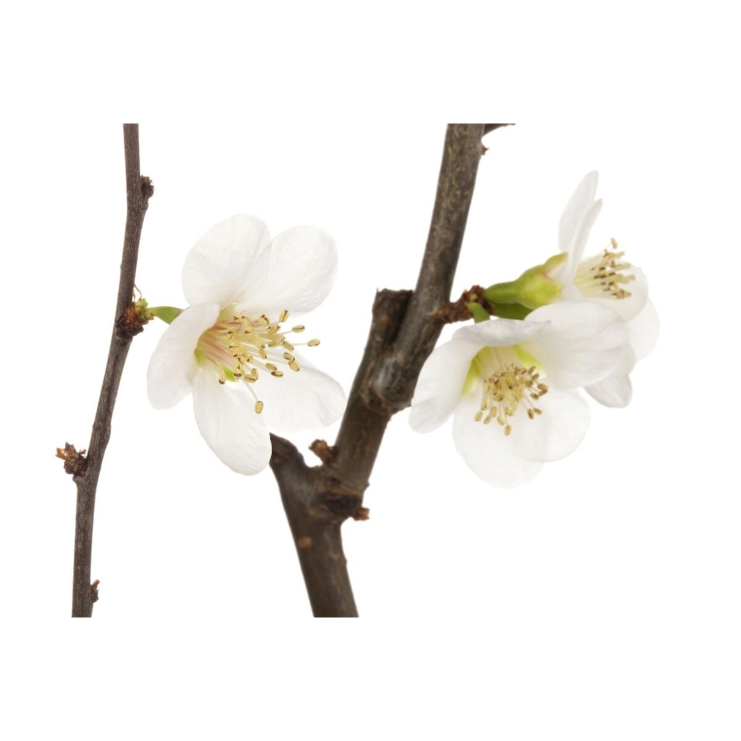 Chaenomeles X Superba Zierquitte Jet Trail 40-60 cm günstig online kaufen