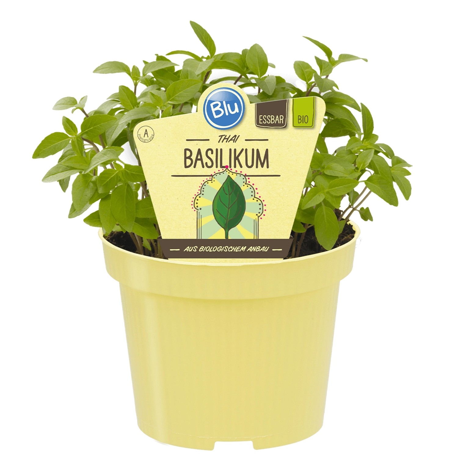 Blu Thai-Basilikum Topf-Ø ca. 12 cm günstig online kaufen