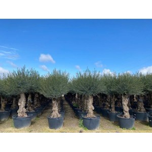 Sunny-Tree - Olivenbaum Olea Europea - Winterharte Olvenbaum Bonsai 250 cm - 80 Jahre alter Olivenbaum und Fruchttragend