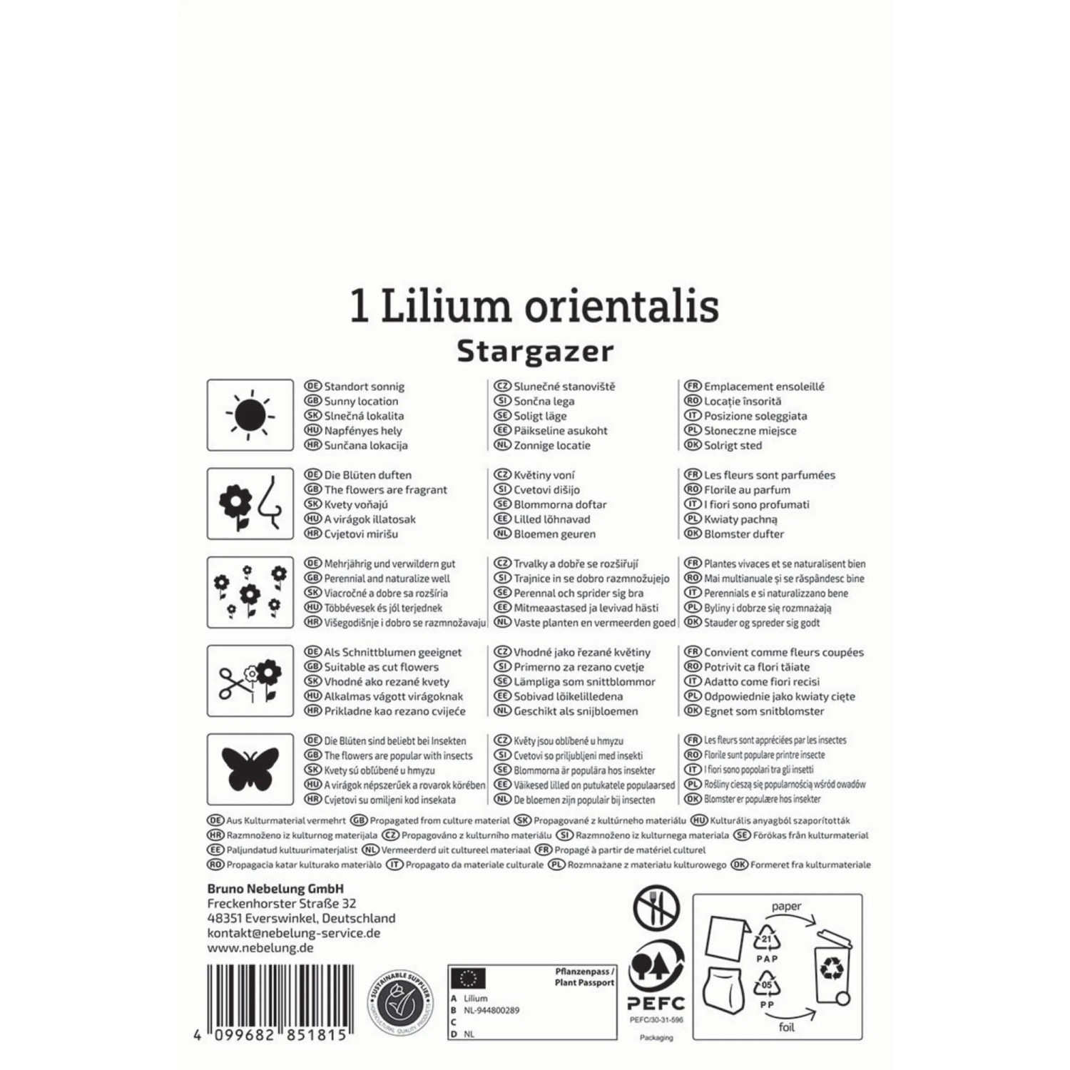 Kiepenkerl Blumenzwiebel Oriental-Lilie Stargazer 1 Stück_2