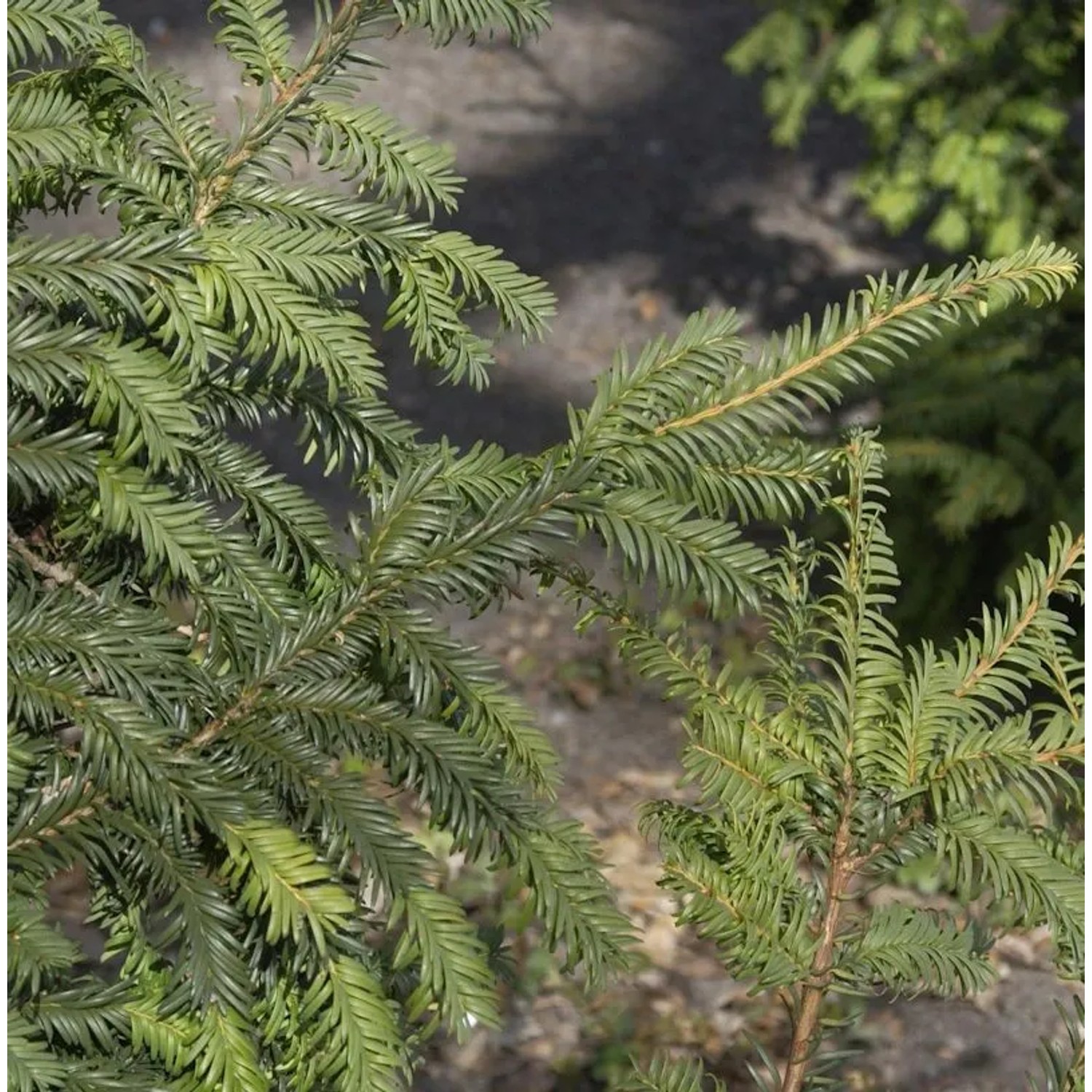 Kugelschnitt Heimische Eibe Typ Tschechien 20-25cm - Taxus baccata