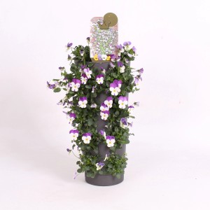 Hornveilchen Wandhänger Wanderella, lila-weiße Blüten im Topf für Balkon und Terrasse.