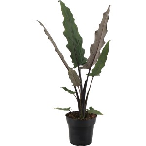 Pfeilblatt (Alocasia) im Topf, ca. 55-65 cm hoch. Dekorative Grünpflanze für Innenräume.