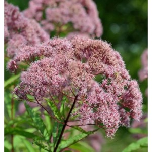 Rosafarbener Wasserdost (Eupatorium fistulosum) im Garten.