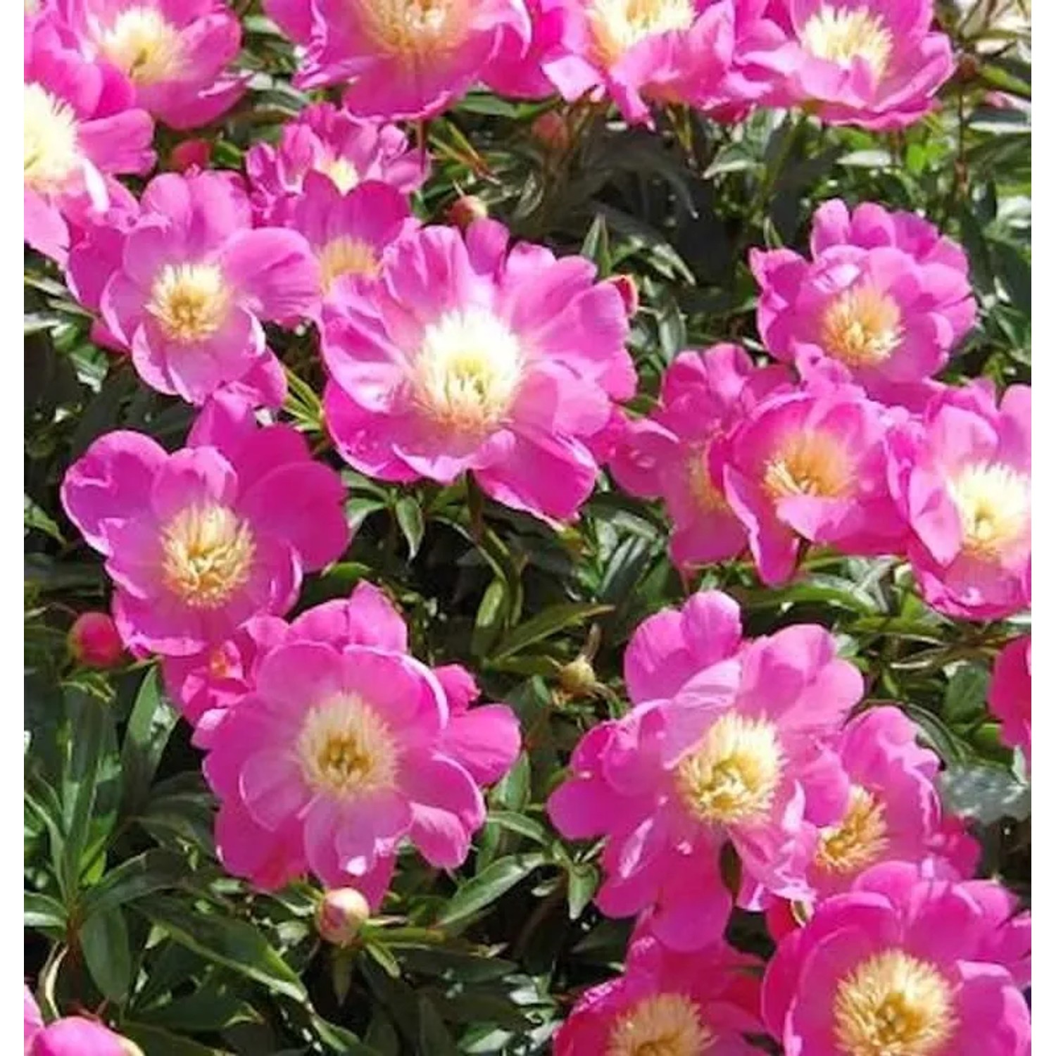 Edelpfingstrose Wladyslawa - Paeonia,actiflora