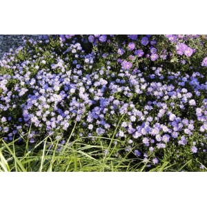 Blühende Kissenaster 'Prof. Anton Kippenberg' mit leuchtend blauen Blüten im Garten.