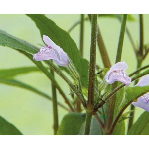 Nahaufnahme der Aquariumpflanze Hygrophila Corymbosa Thailand mit zarten, lila Blüten.