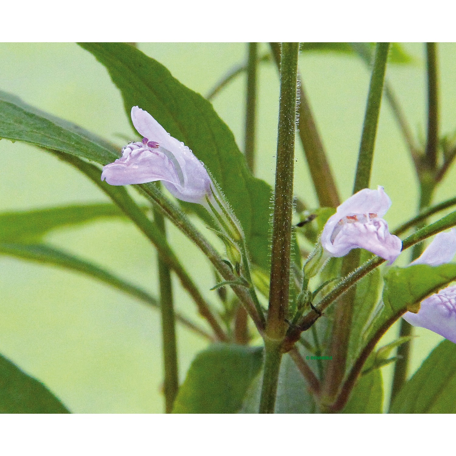 Nahaufnahme der Aquariumpflanze Hygrophila Corymbosa Thailand mit zarten, lila Blüten.