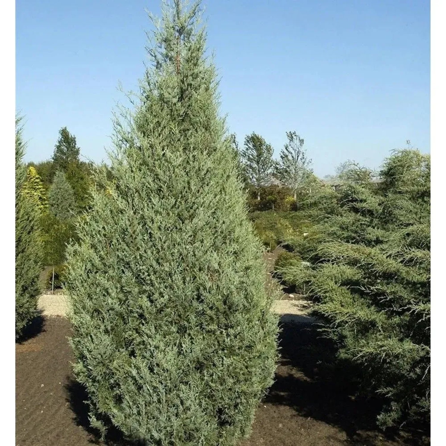 Säulenwacholder Wichita Blue 60-80cm - Juniperus scopulorum