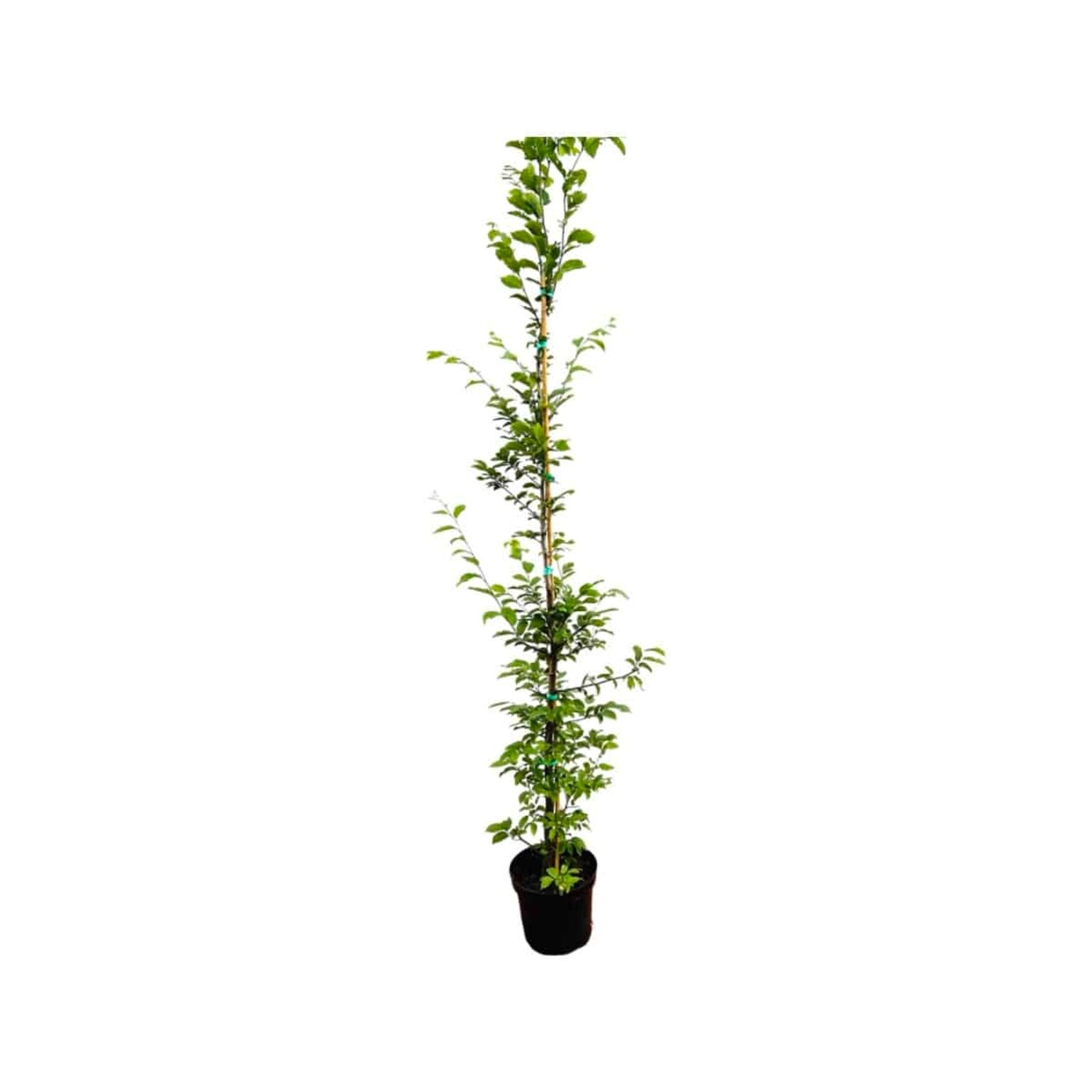 Carpinus betulus 175-200 cm günstig online kaufen