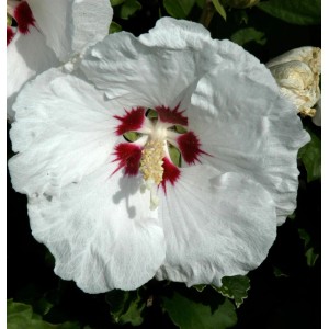 Nahaufnahme einer weißen Rosen Eibisch Blüte (Hibiscus syriacus) mit rotem Herz.
