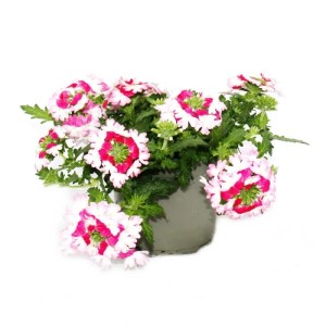 Hängende Exotenherz Eisenkraut Verbena im 12cm Topf, 3 rosa Pflanzen