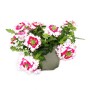 Hängende Exotenherz Eisenkraut Verbena im 12cm Topf, 3 rosa Pflanzen