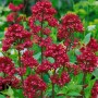 Rote Spornblume (Centranthus ruber) im 9x9 cm Topf, leuchtend rote Blüten.
