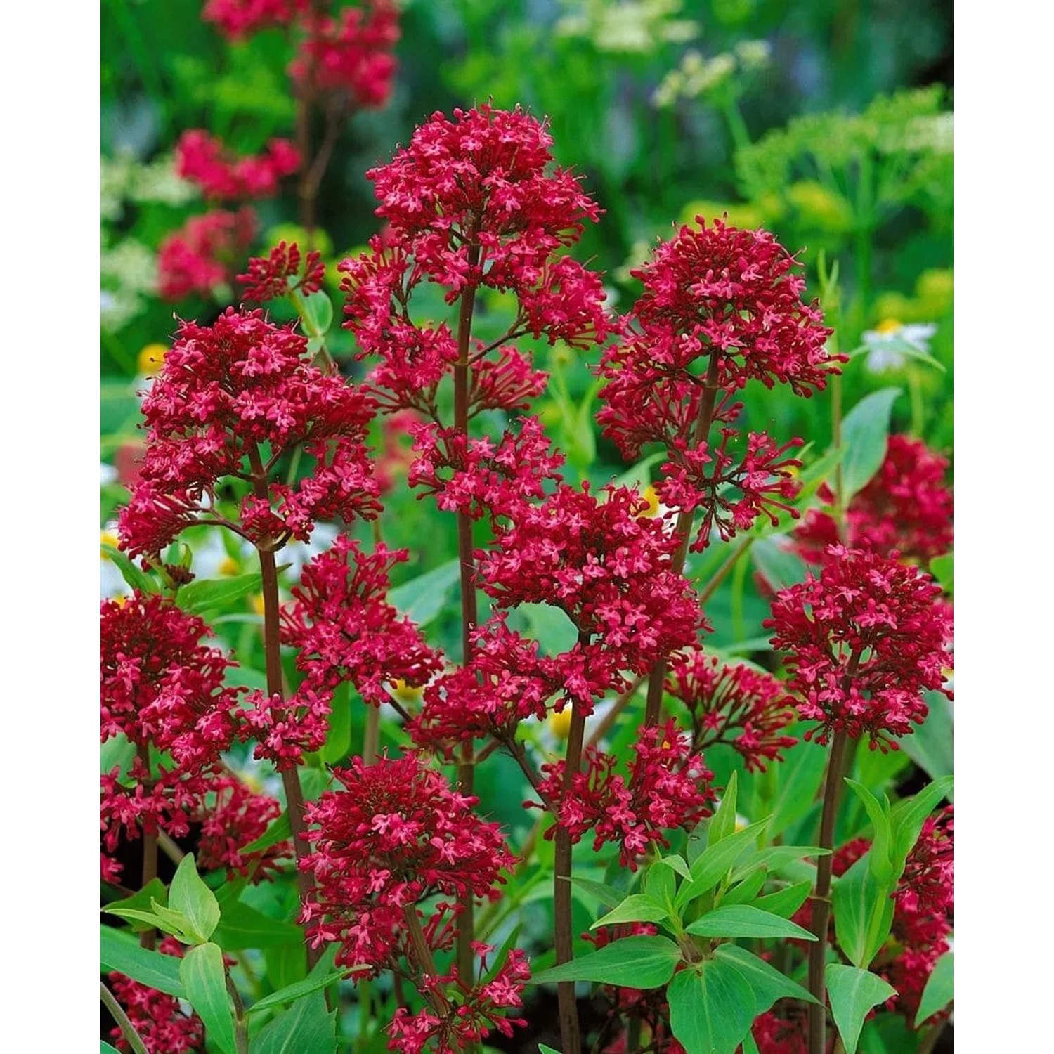 Rote Spornblume (Centranthus ruber) im 9x9 cm Topf, leuchtend rote Blüten.