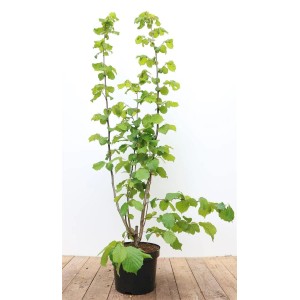 Junge Haselnuss (Corylus Avellana), 60–100 cm, im Topf mit grünen Blättern.