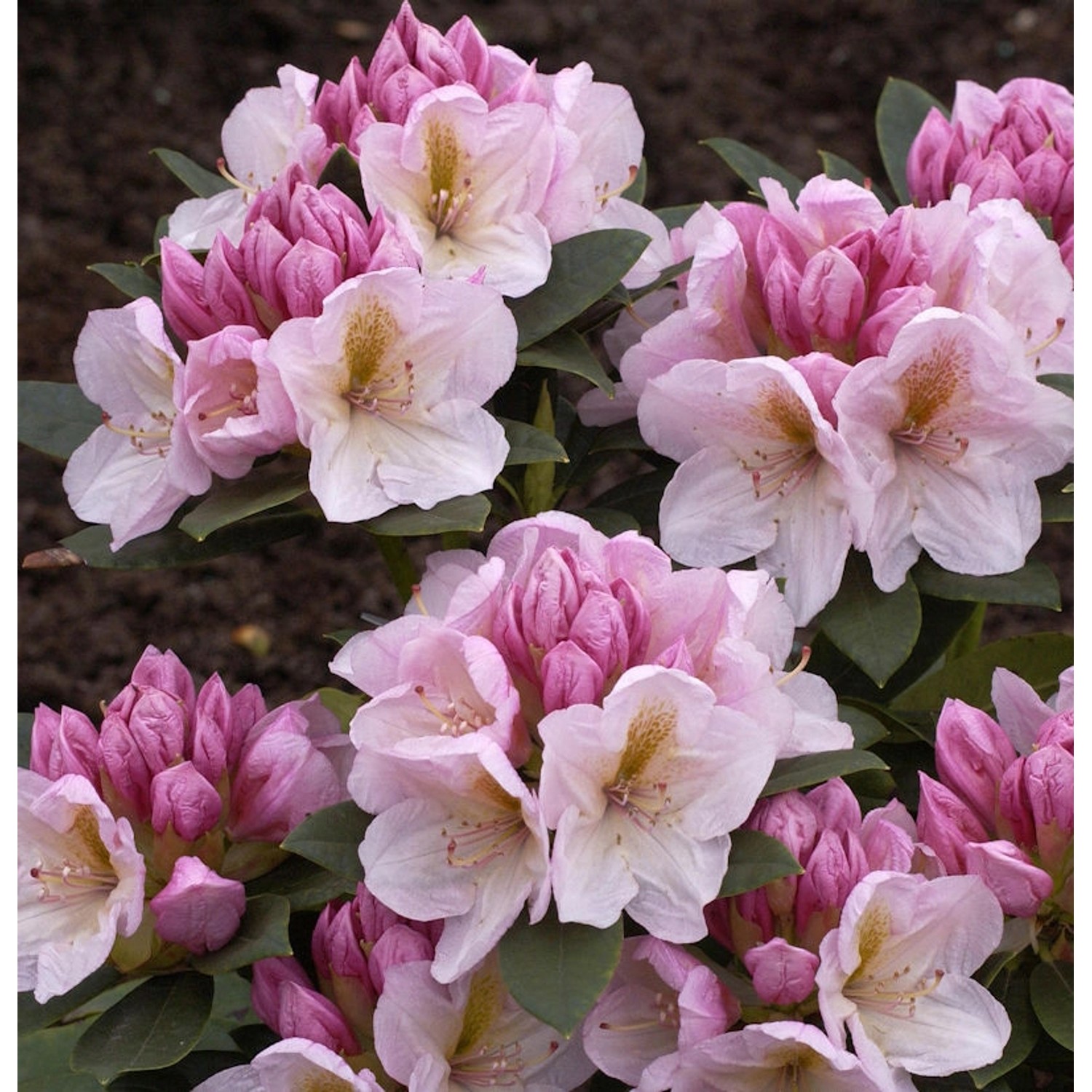 INKARHO - Großblumige Rhododendron Christina Rau 25-30cm - Alpenrose günstig online kaufen