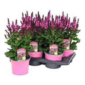 Salbei Tropisch 'Marvel Rose' im Topf, leuchtend rosa Blüten, winterhart.