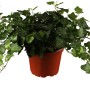 Foto von einem OBI Gemeinen Efeu (Hedera helix) im 1 l Topf, ca. 5-10 cm hoch.