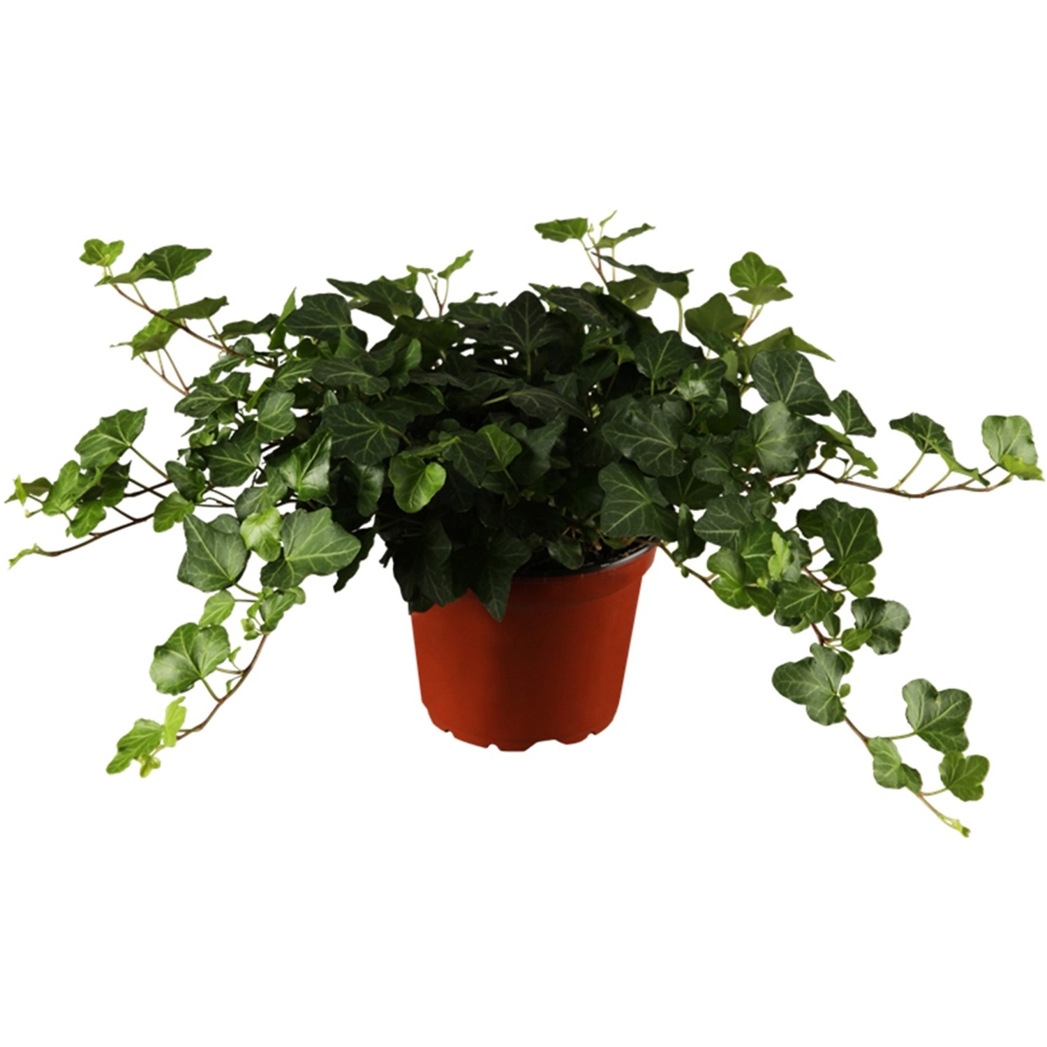 OBI Gemeiner Efeu Höhe ca. 5 10 cm Topf ca. 1 l Hedera kaufen bei OBI