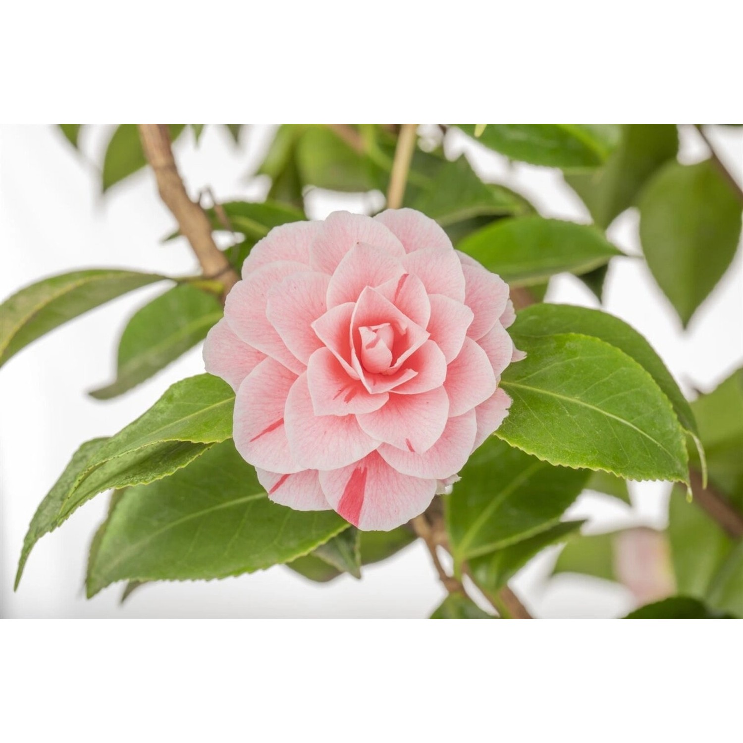 Camellia Japonica Kamelie Bonomiana 30-40 cm günstig online kaufen