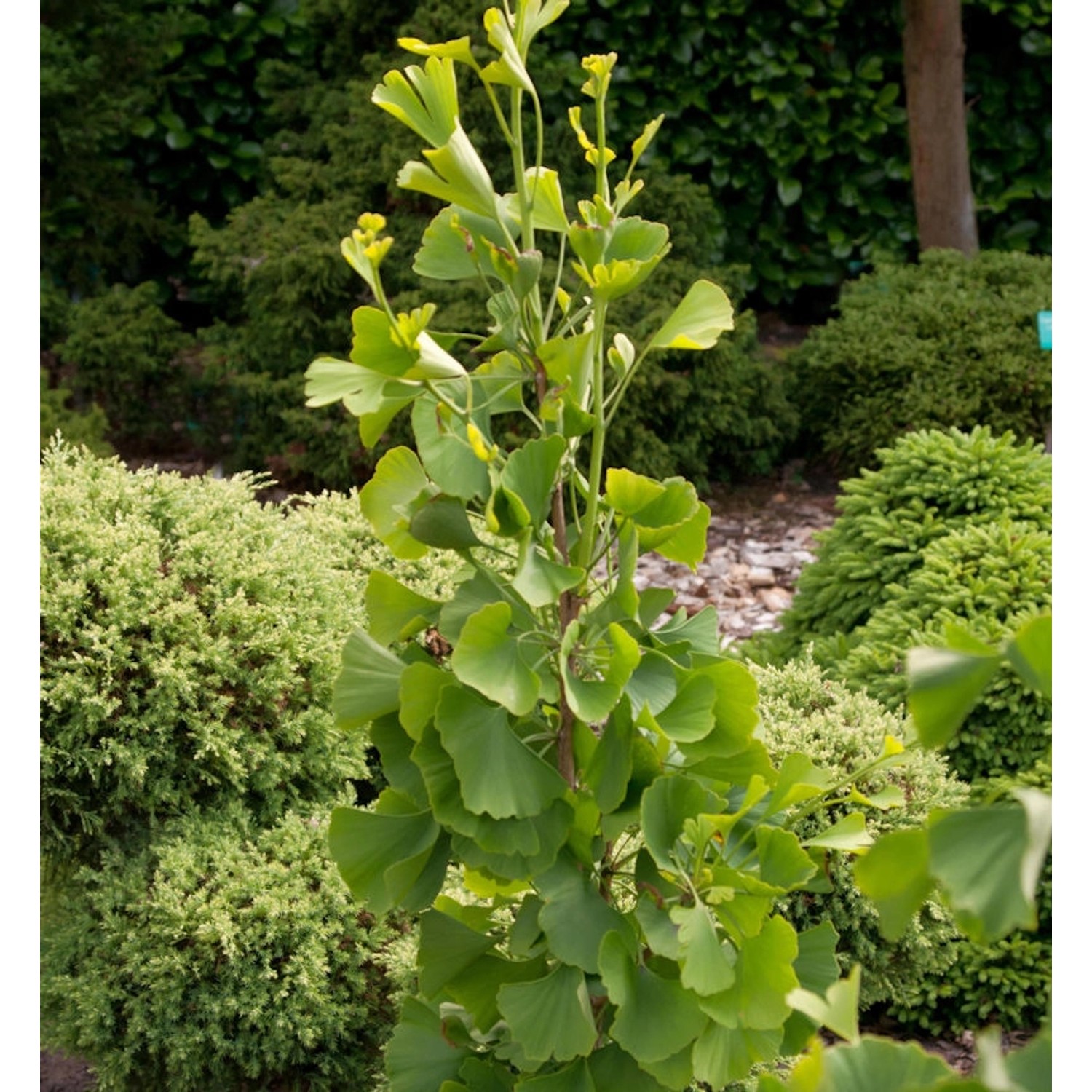 Fächerblattbaum Goethe 40-60cm - Ginkgo biloba günstig online kaufen