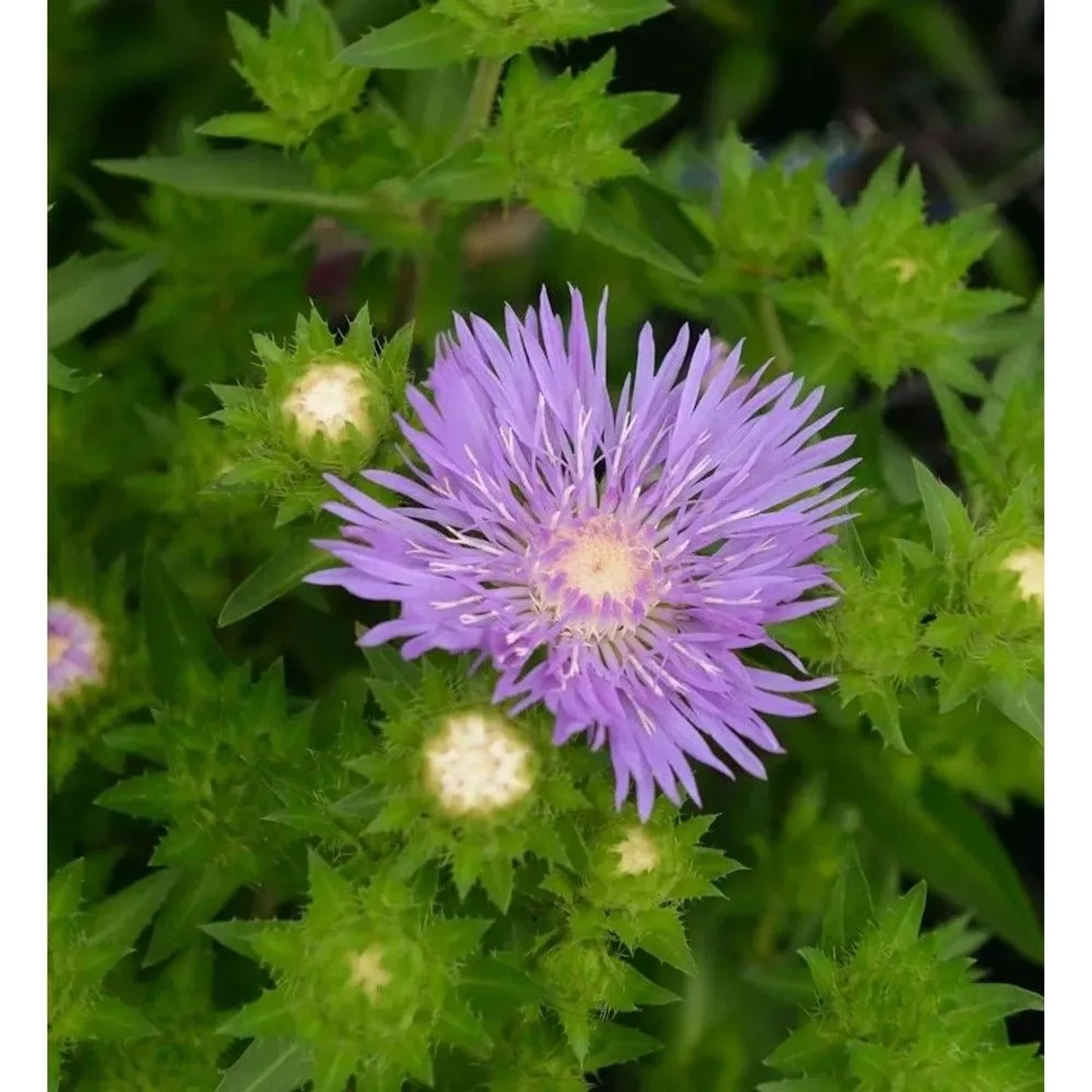 Kornblumenaster Lewis Blue - Stokesia,aevis