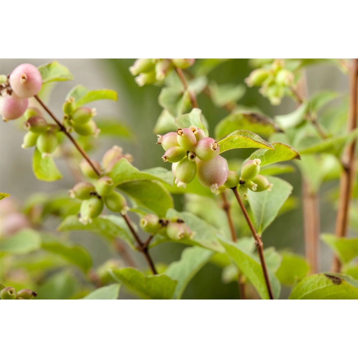 Symphoricarpos doorenbosii 'Magic Berry' 100-125 cm günstig online kaufen