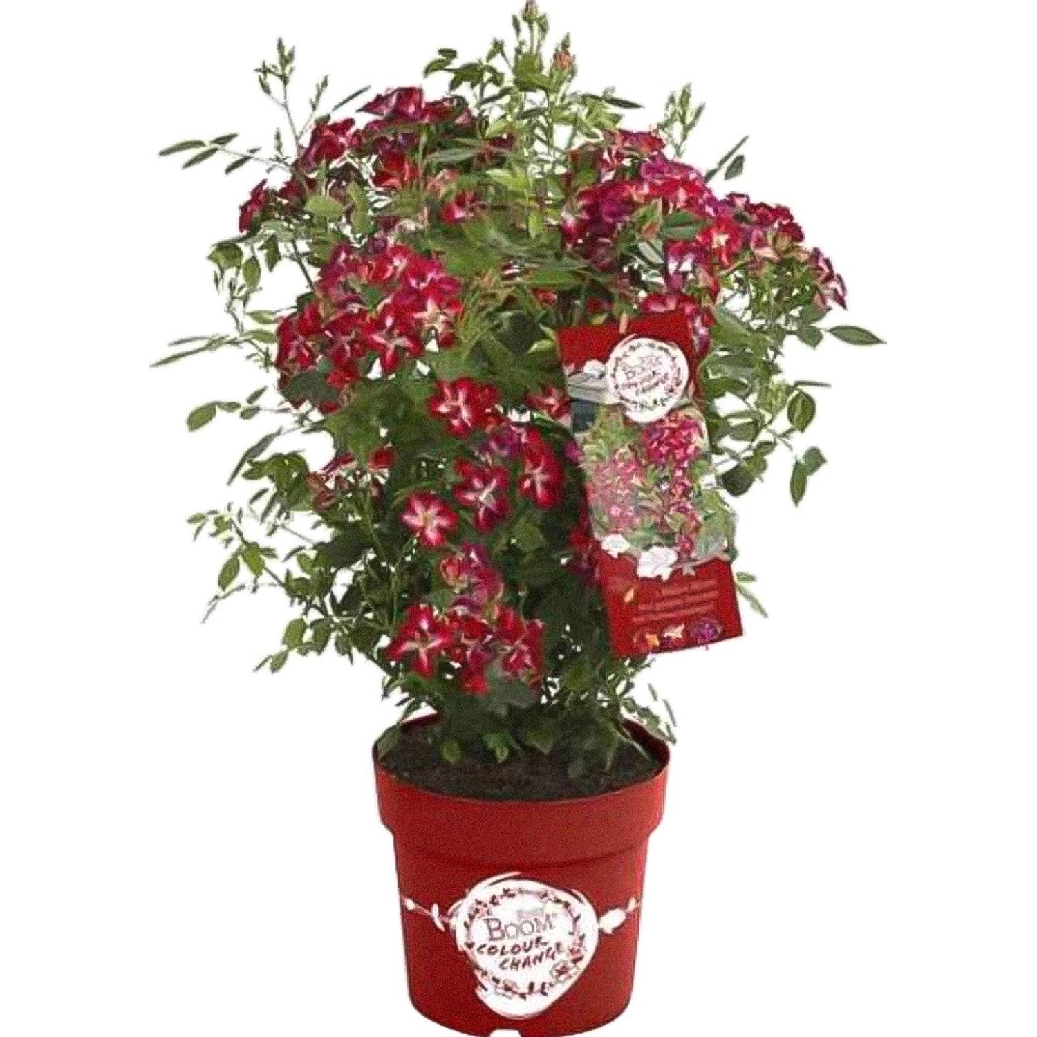 GROW by OBI Rose Rosy Boom Colour Change Pink-Weiß ca. 30-40 cm 6 l günstig online kaufen