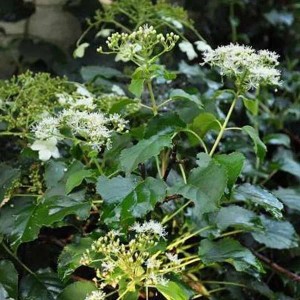 Kletterhortensie 'Petiolaris' Hydrangea anomala 60 bis 80 cm im Container Kletterpflanze