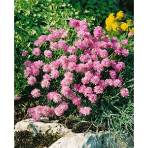 Grasnelke 'Armeria Juniperifolia' im 9x9 cm Topf mit leuchtend rosa Blüten.