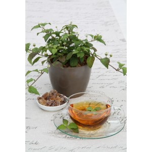 Blu Bio-Aztekisches Süßkraut im Topf mit Tee und Kandiszucker. Süße Kräuter für Tee.