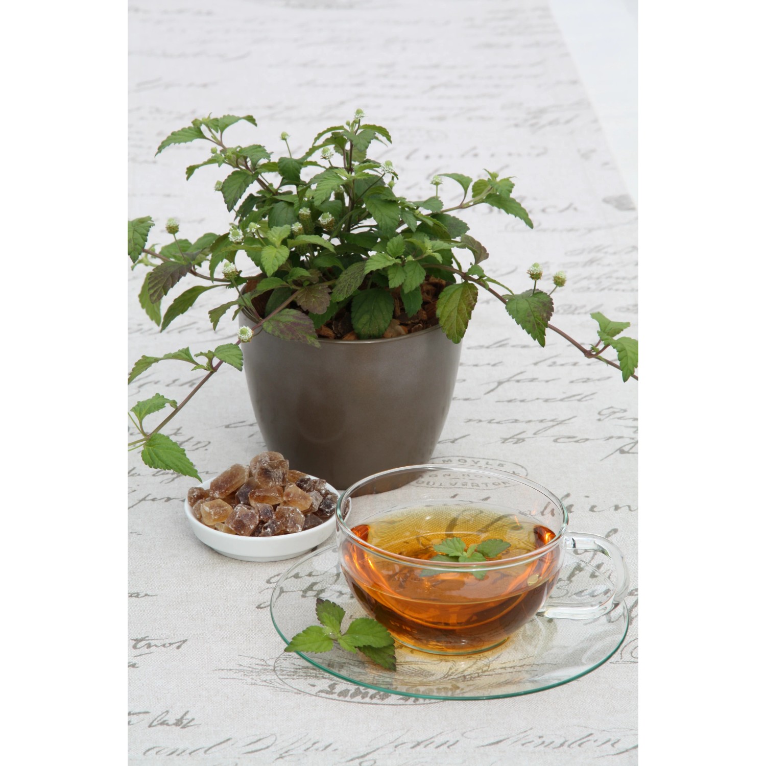 Blu Bio-Aztekisches Süßkraut im Topf mit Tee und Kandiszucker. Süße Kräuter für Tee.