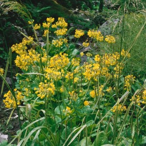 Gelbe Himalaya Schlüsselblume (Primula Florindae) im 9x9 cm Topf, blühende Staude für halbschattige Standorte.