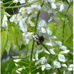 Weißblühender Seiden-Blauregen 60-80cm - Wisteria brachybotrys