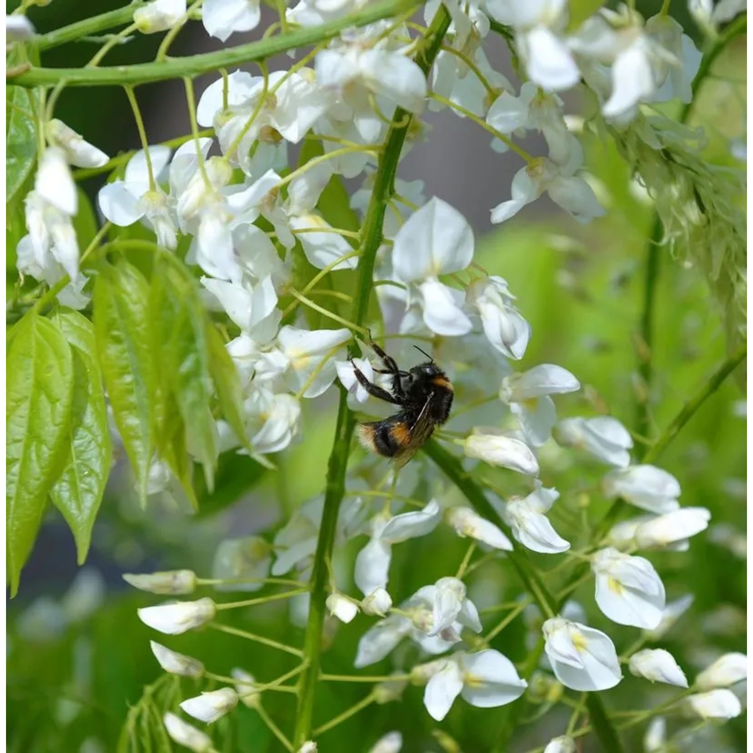 Weißblühender Seiden-Blauregen 60-80cm - Wisteria brachybotrys