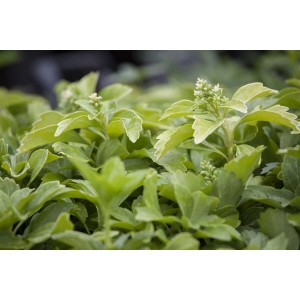 Ysander 'Green Sheen' im 9x9 cm Topf, ein glänzender, grüner Bodendecker mit weißen Blüten.