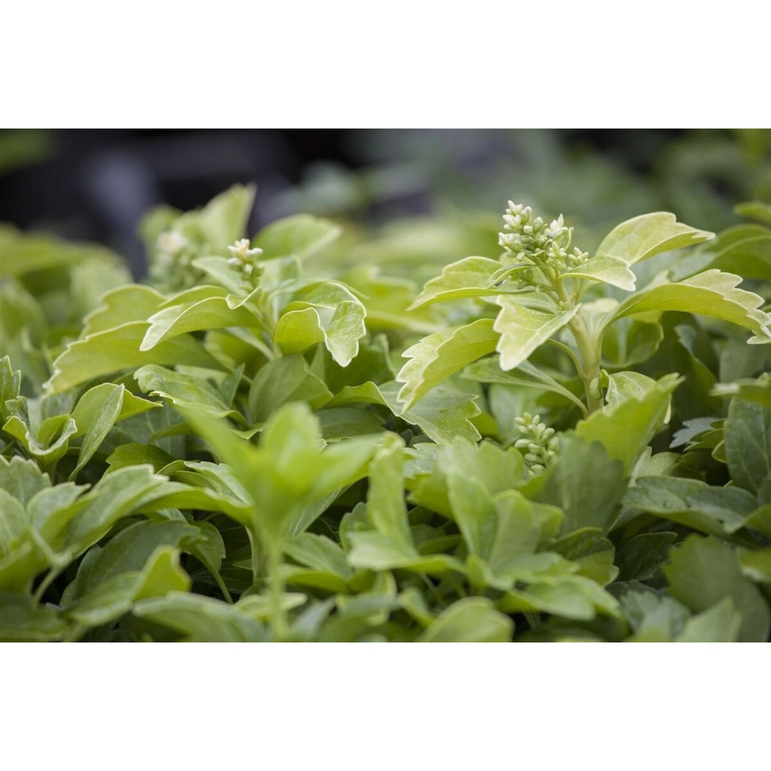 Pachysandra Terminalis Green Sheen Ysander Glänzend Ca. 9x9 cm Topf günstig online kaufen