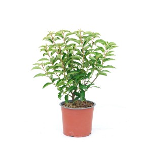 Portugiesischer Kirschlorbeer Angustifolia im 3L Topf, ca. 45cm hoch.