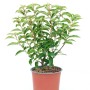 Portugiesischer Kirschlorbeer Angustifolia im 3L Topf, ca. 45cm hoch.