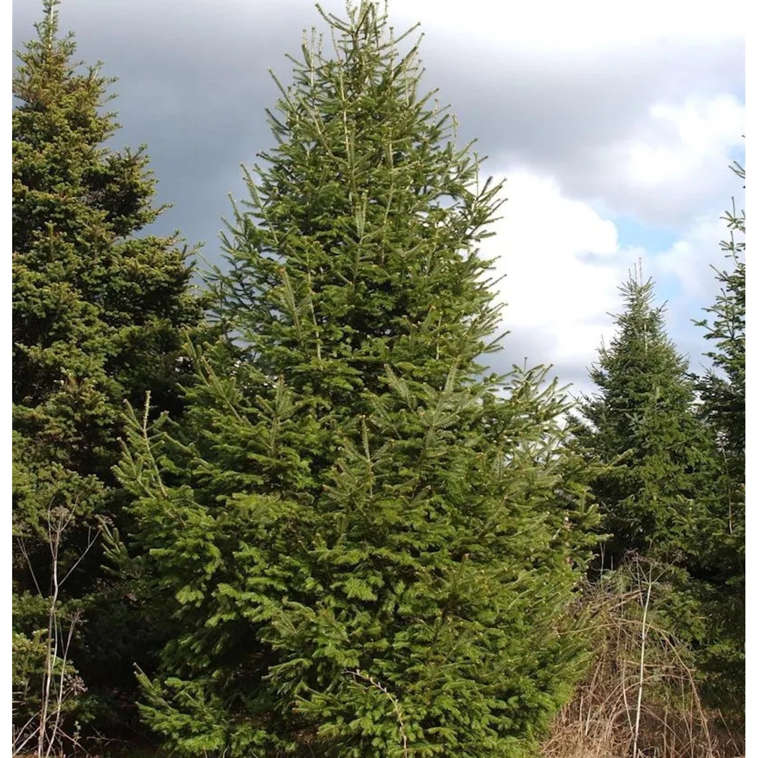 Fraser-Tanne 40-50cm - Abies fraseri